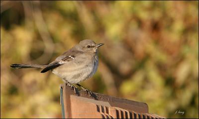 Northern Mockingbird