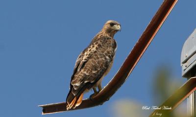 Red Tailed Hawk