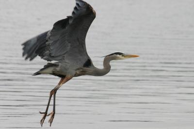 Great Blue Herons