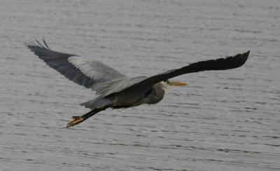 Great Blue Herons