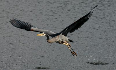 Great Blue Herons