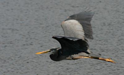 Great Blue Herons