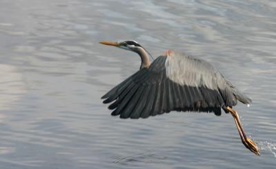 Great Blue Herons