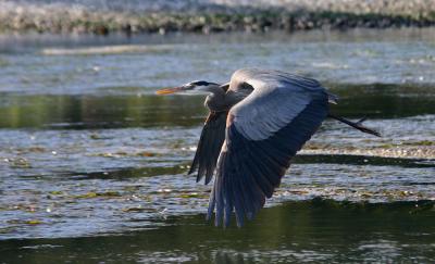 Great Blue Herons