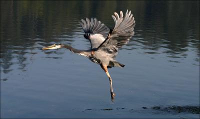 Great Blue Heron - Mating Ritual