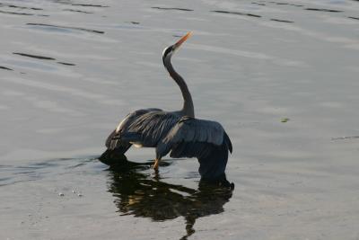 Great Blue Heron - Mating Ritual