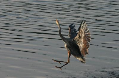 Great Blue Heron - Mating Ritual