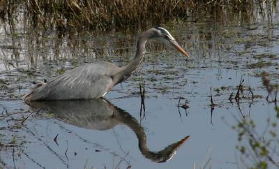 Great Blue Heron