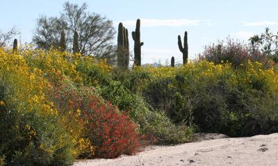 Desert flora during exceptionally high precipitation