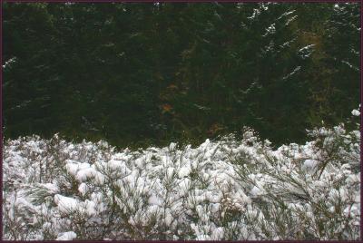BC Snowfall