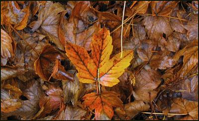 Fall at the Pacific Centre