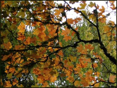 Fall at the Pacific Centre