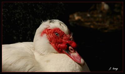 Muscovy Duck