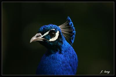 Indian Peafowl (male)