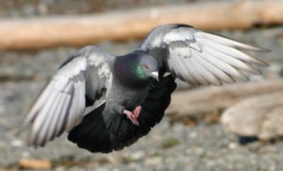 Rock Dove