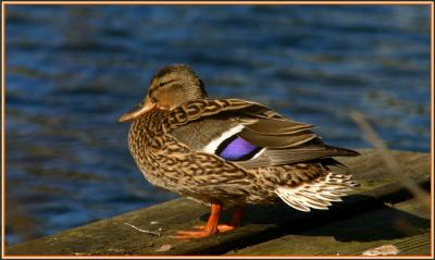 Mallard Duck