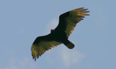 Turkey Vultures - 5
