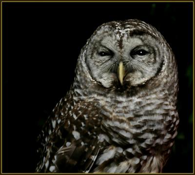 Barred Owl - 4