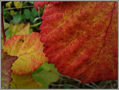 Fall Colors