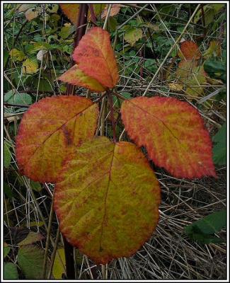 Fall Colors