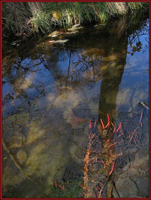 Stream Reflections