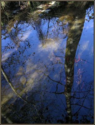 Stream Reflections