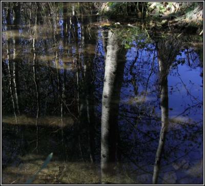 Stream Reflections