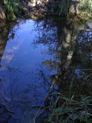 Stream Reflections