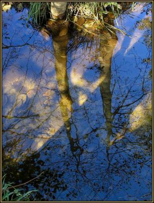 Stream Reflections