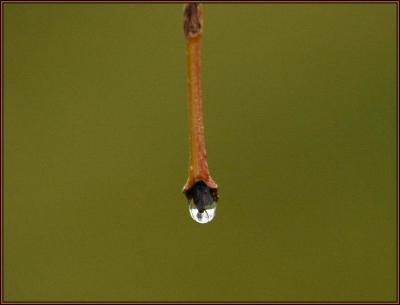 Water Drop Reflection