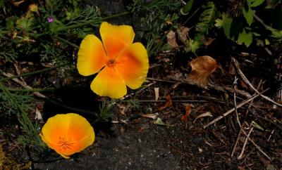 California Poppies