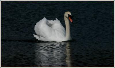 Mute Swan