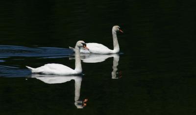 Mute Swans