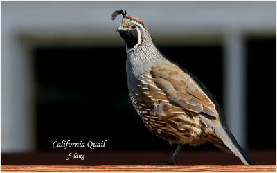 California Quail