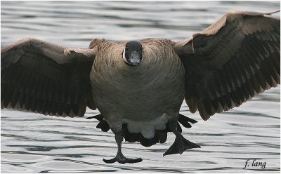 Canada Goose on final