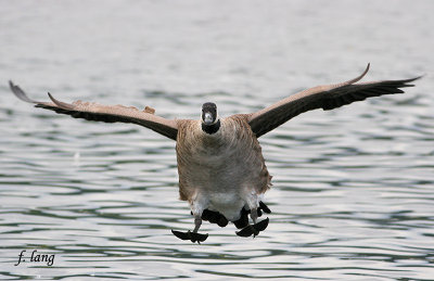 Canada Goose on final