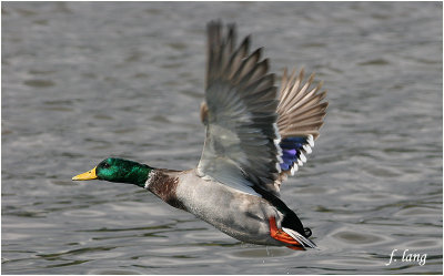 Male Mallard in flight