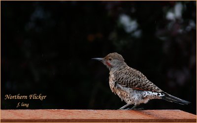 Northern Flicker