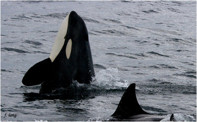 Orcinus Orca aka Killer Whale - spyhopping