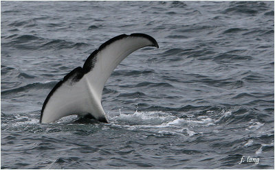 Orcinus Orca  aka Killer Whale