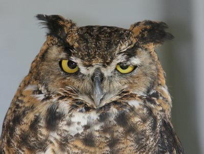 Great Horned Owl