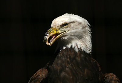 Brian - Rescued Bald Eagle
