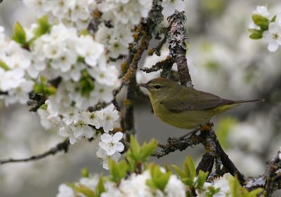 Orange-crowned Warbler