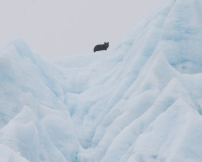 Portage Glacier Black Bear