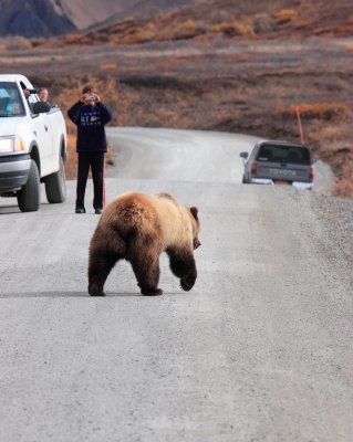 Why did the bear cross the road?