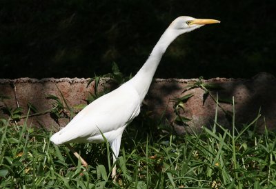 Cattle Egret