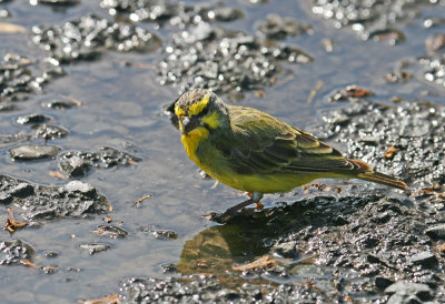 Yellow-fronted Canary