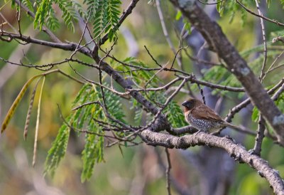 Nutmeg Mannikin