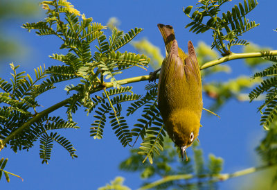 Japanese White-Eye