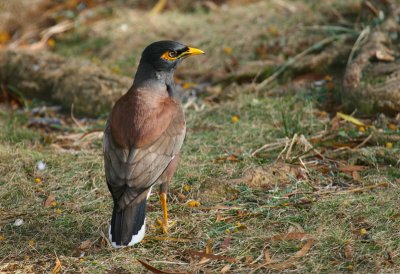 Common Myna